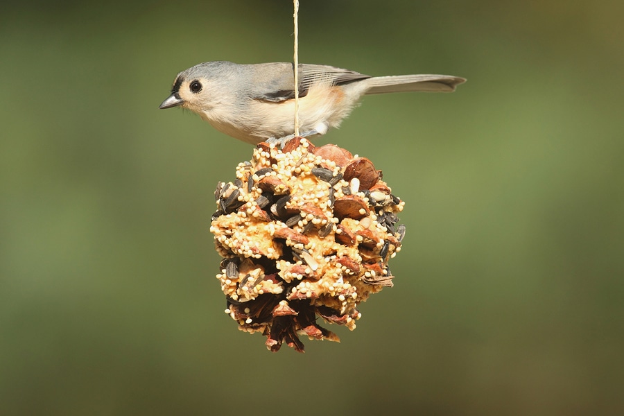 Companion Care at Home Stony Brook NY – Help Your Senior Welcome Back the Birds of Spring